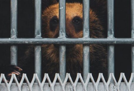 Clubs And Bars - Caged Bear at Noboribetsu Bear Park, Japan