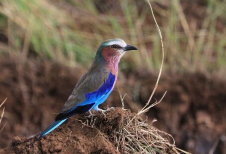 Plant Species - Side view of small blue bellied roller sitting on ground among green grass