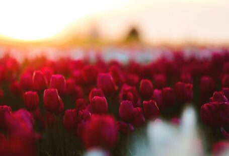 Rose Garden - Red Tulip Field